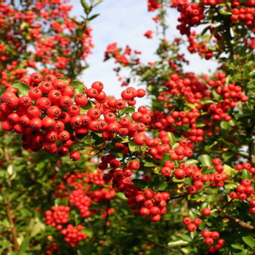 Pyracantha coccinea 'Red column'